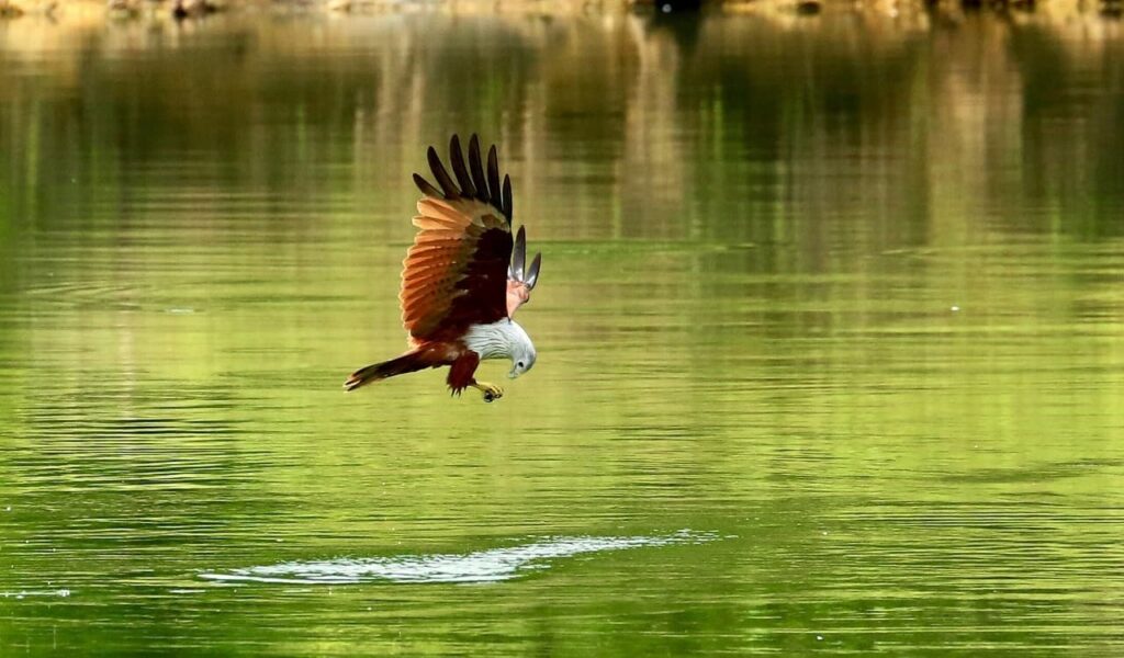 Hawk swooping toward water
