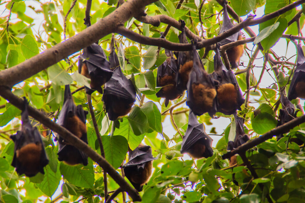 1400 plus species of bats