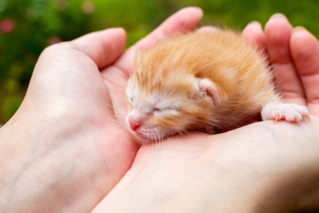 10 Crucial Steps to Caring for a Newborn Kitten (Vet Recommended)