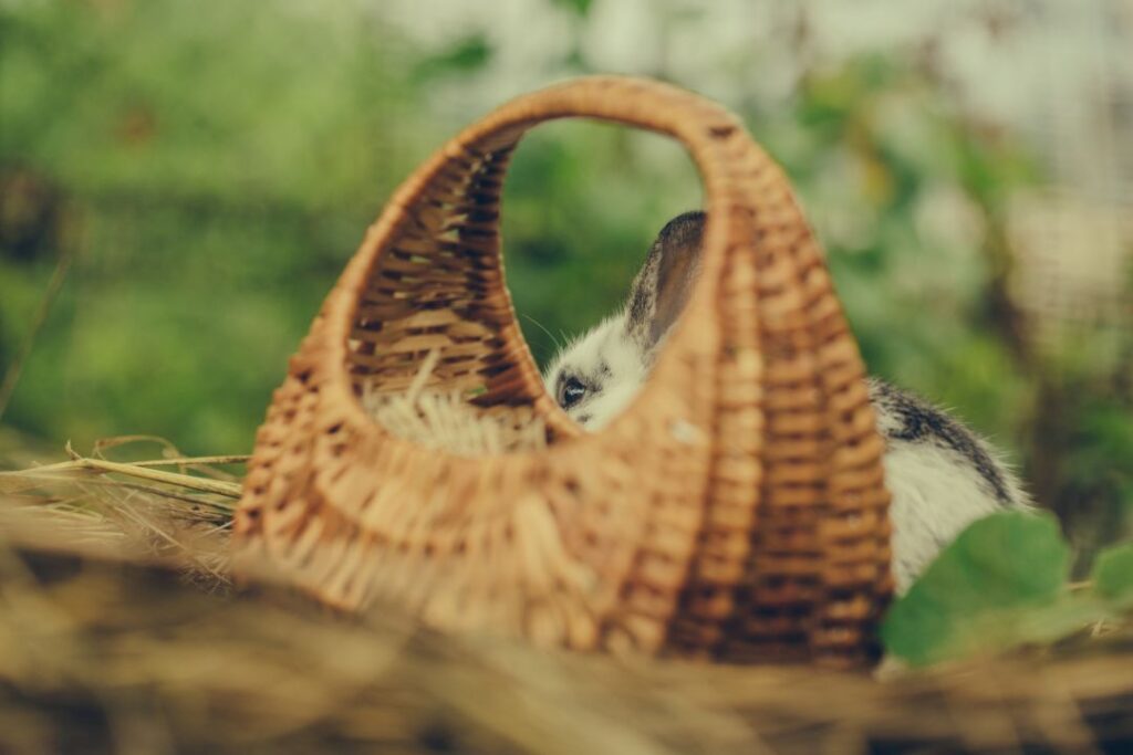Rabbit hiding