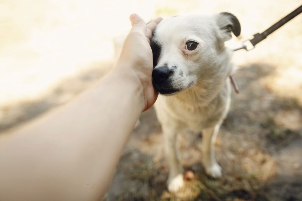 Dogs can detect stress