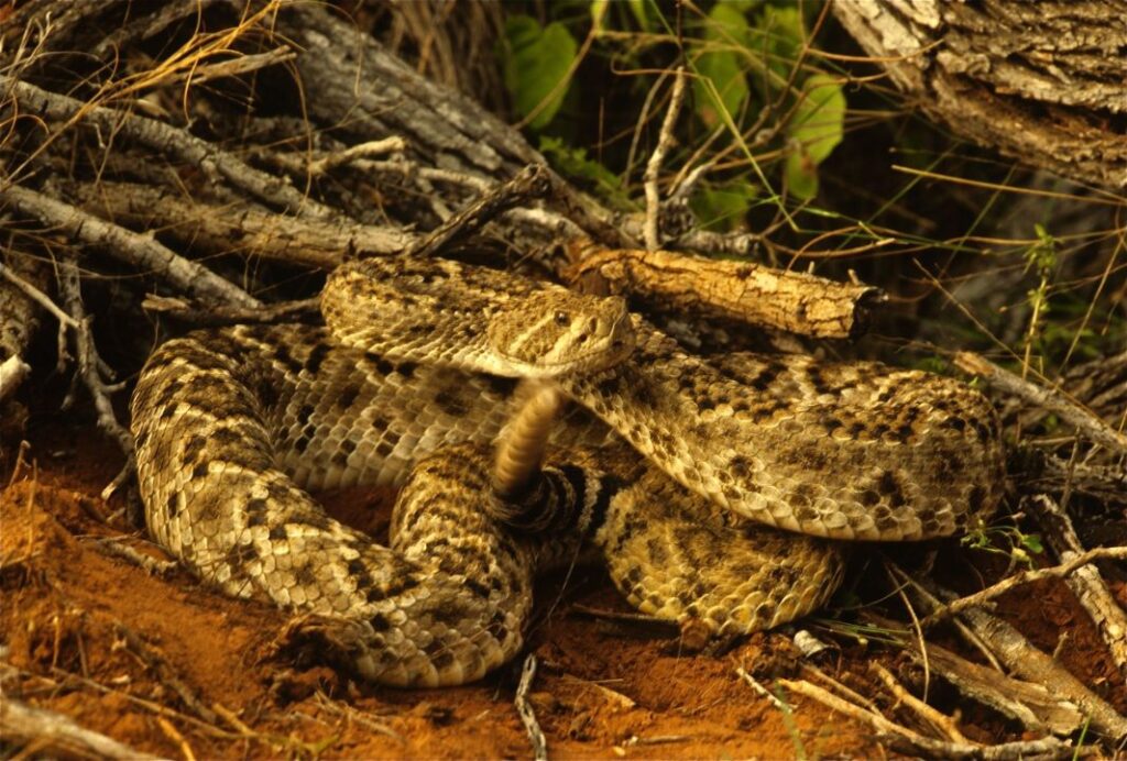 10 Ways Texas Rattlesnakes Captivate With Their Charm (But Belong in the Wild!)