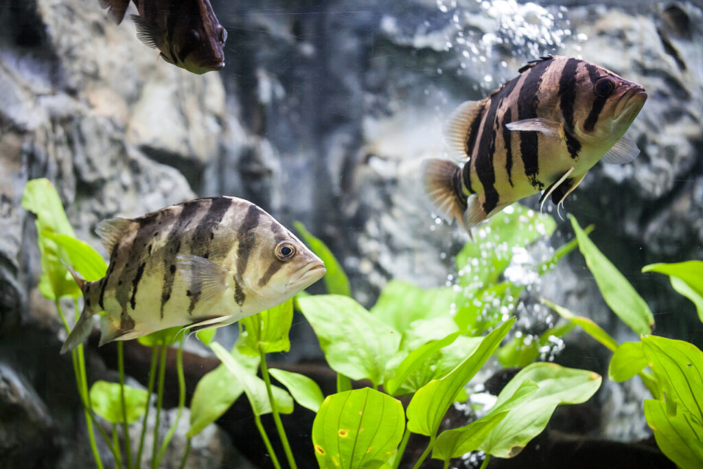 Tiger Barbs