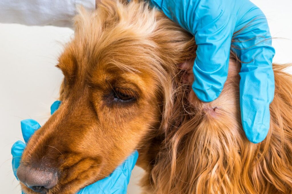 Parasite Prevention Protects Pets and People