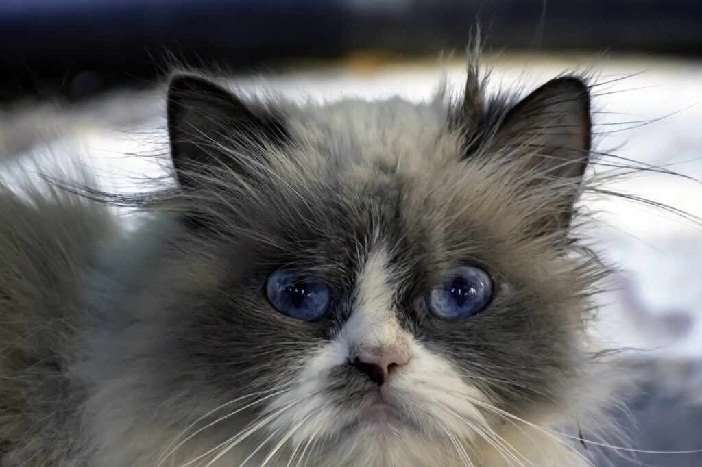 ragdoll