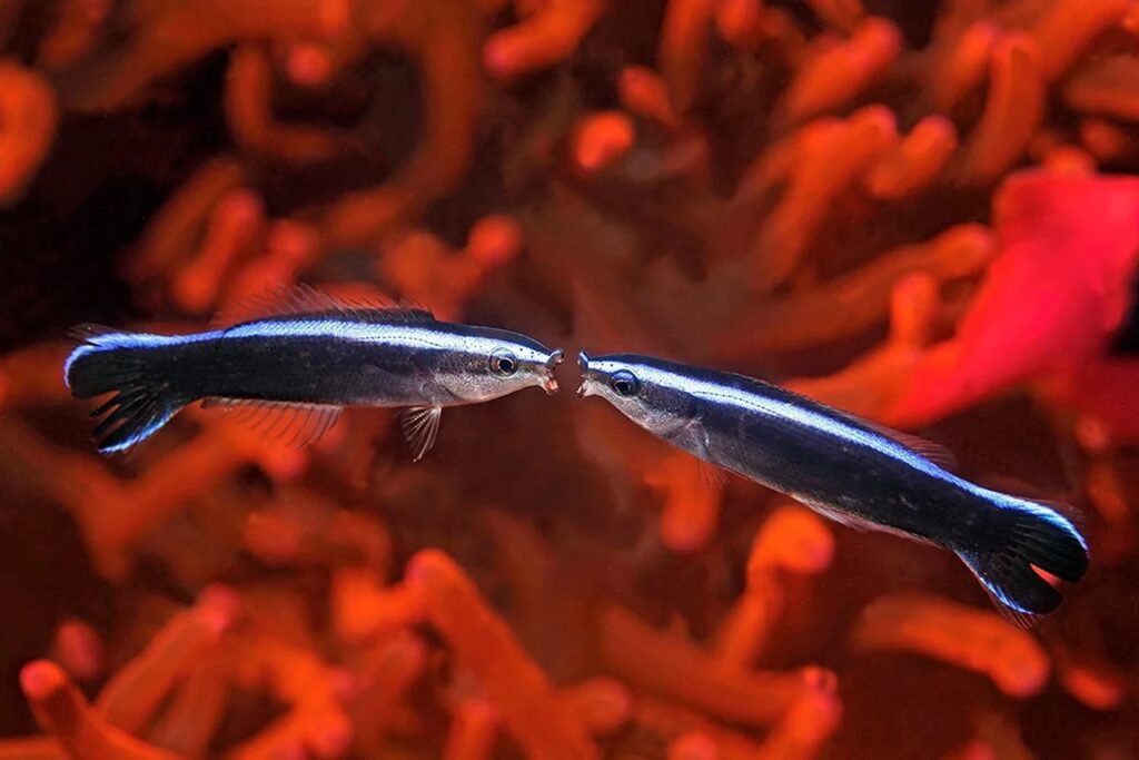 cleaner wrasse