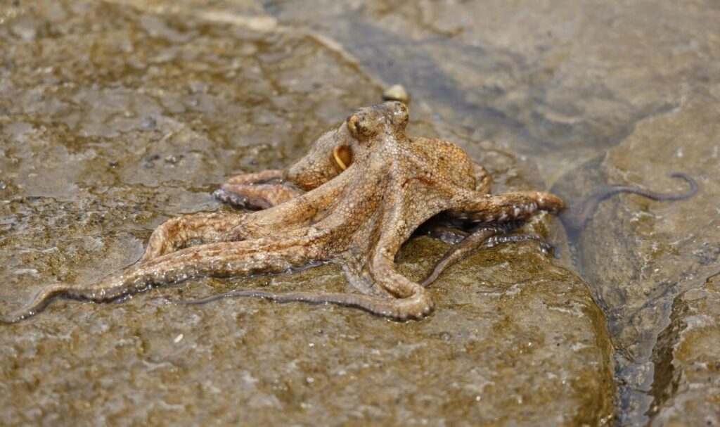 Brown octopus on wet rocky surface.