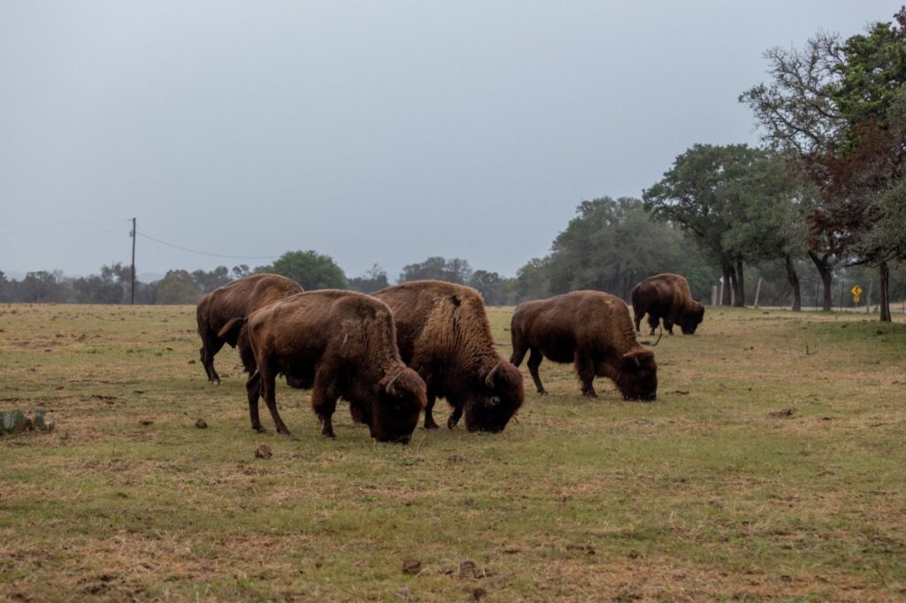Bison