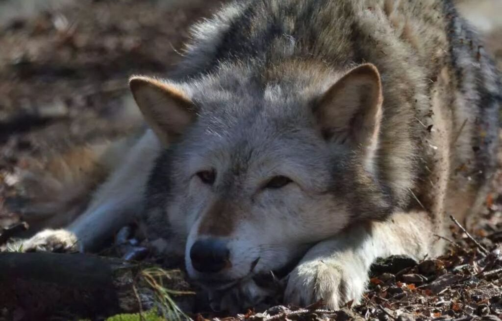 Northwestern Wolf resting on the forest floor with head down.