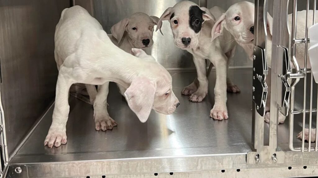 Puppies