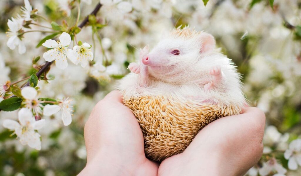 Hands Holding Hedgehog 