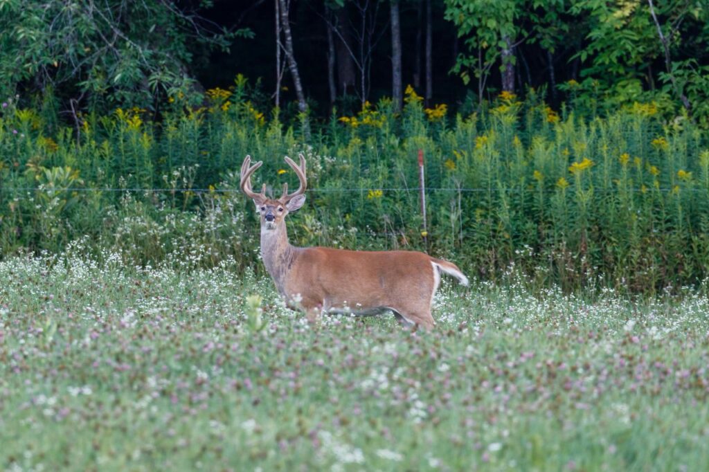 White-Tailed Deer staring