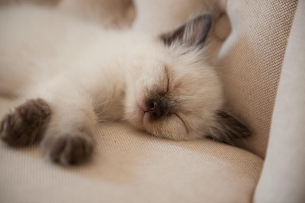 ragdoll