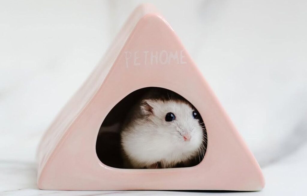 Hamster peeking out of a pink ceramic hide