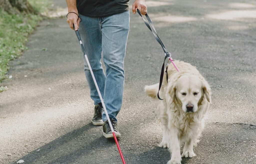 Man uses a white cane while walking with a service dog on a path.