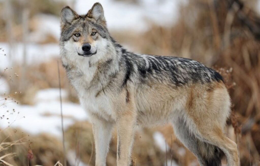 Northwestern Wolf with a gray and tan coat standing in snowy grassland.