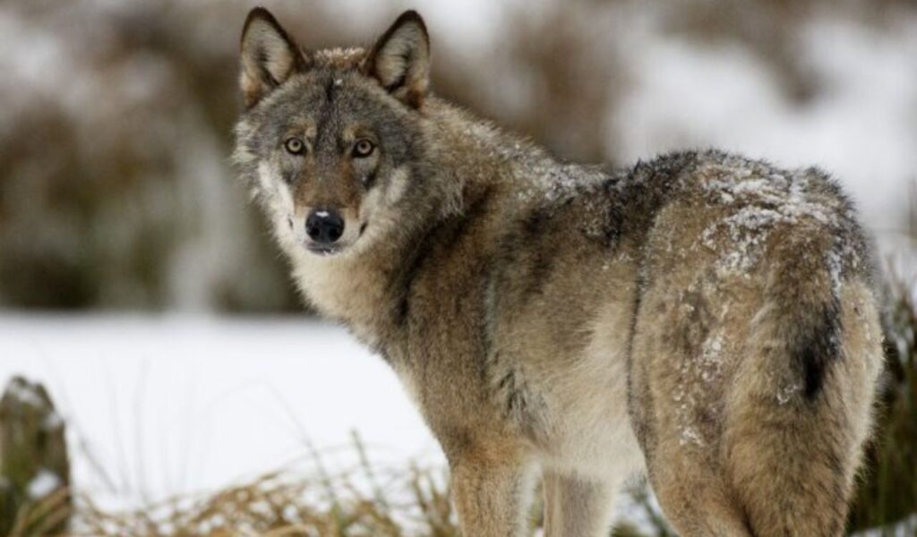 Steppe wolf with snow-dusted fur standing alert in a snowy field.