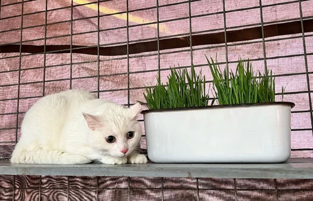 White cat crouched near grass in a catio. (terrified from stranger)