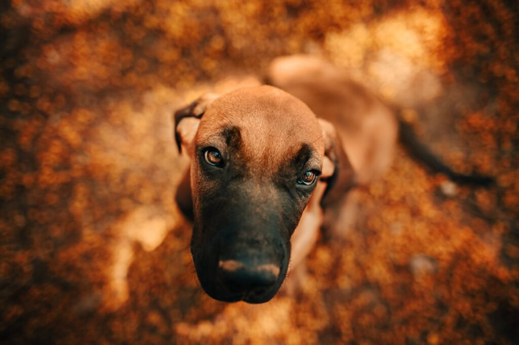 dog closeup