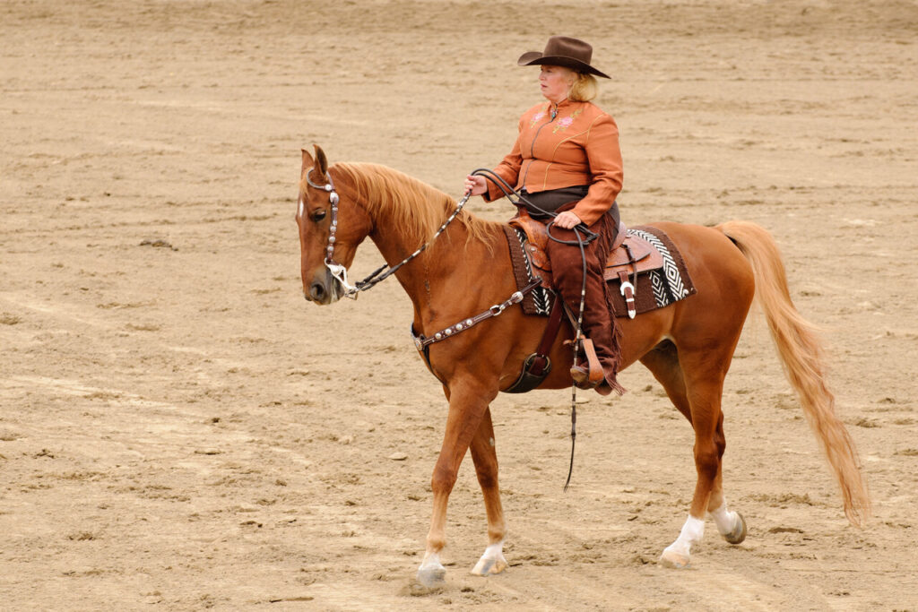 15 Reasons the American Saddlebred Is a True American Icon in the Horse World