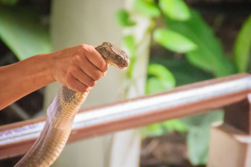 Proper snake handling