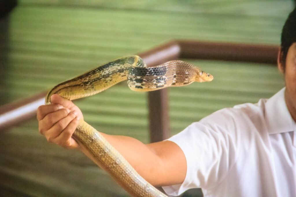 Properly handle snakes
