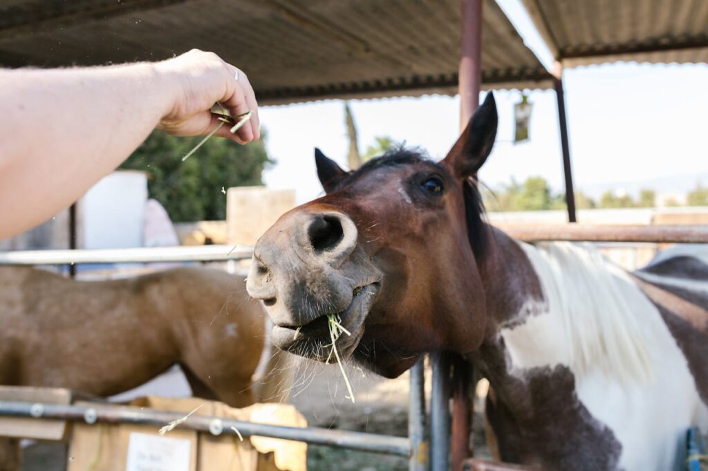 hand feeding
