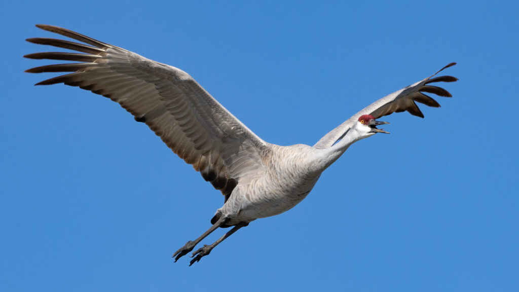 Mississippi Sandhill Crane