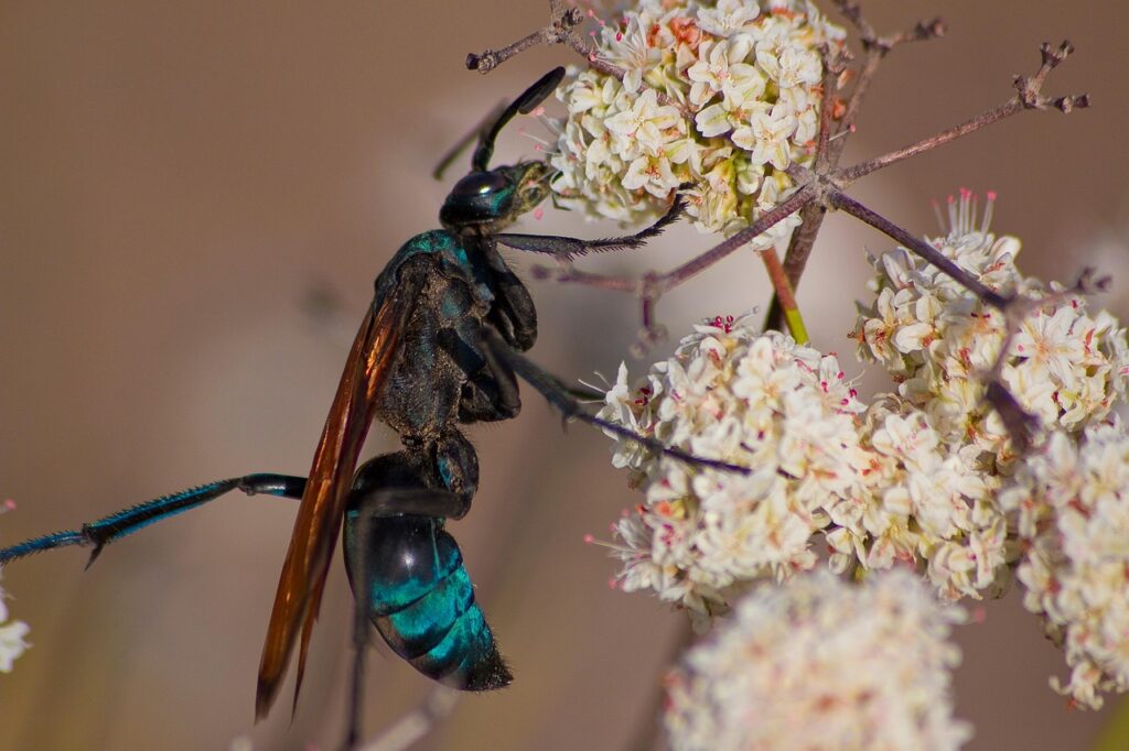 tarantula hawk wasp