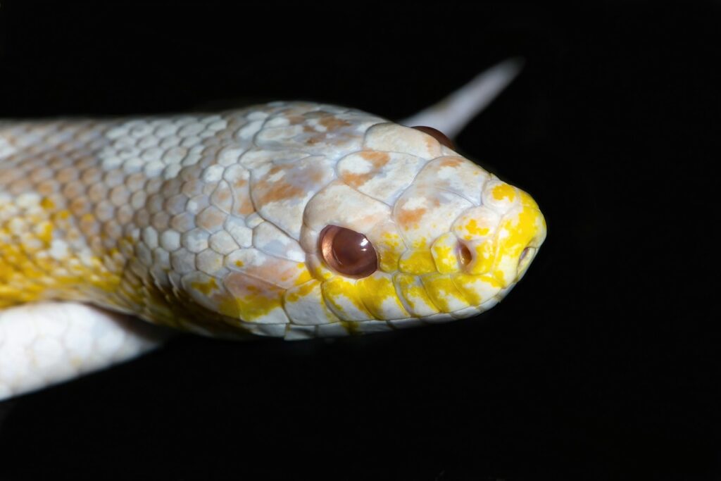 Pet snake