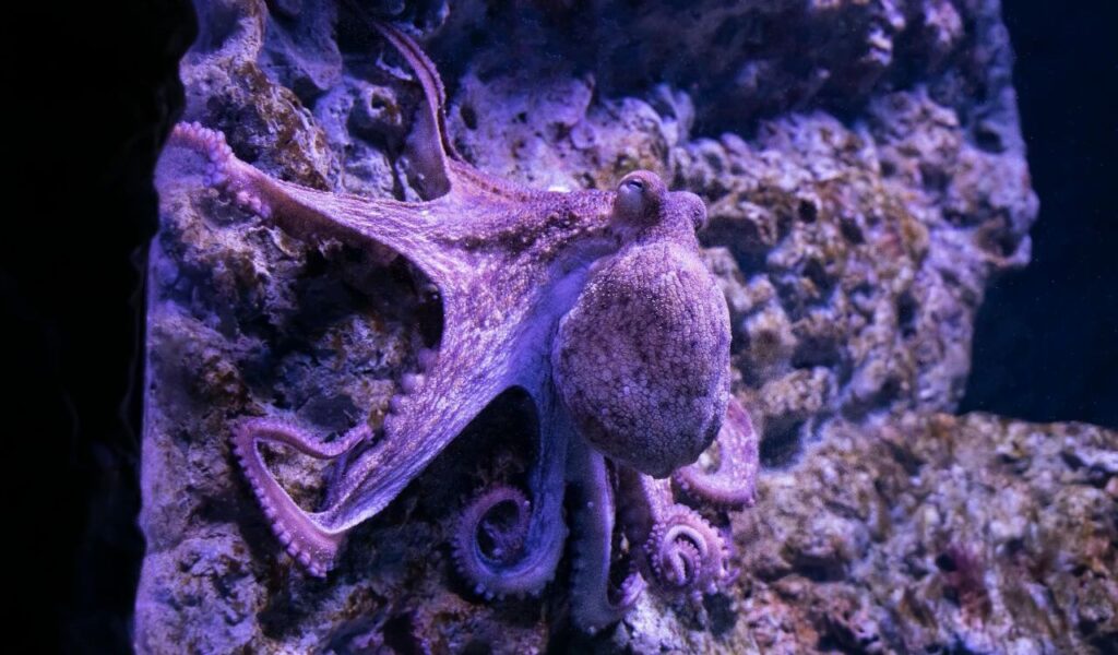 Purple-toned octopus clinging to rocks in an aquarium.