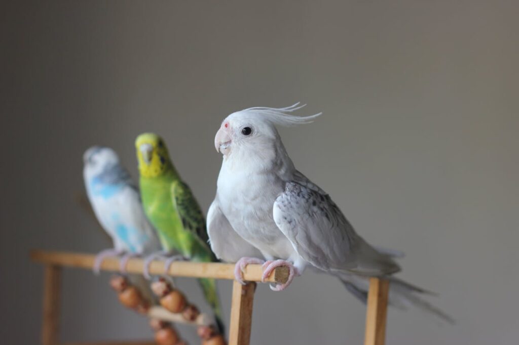 parrot