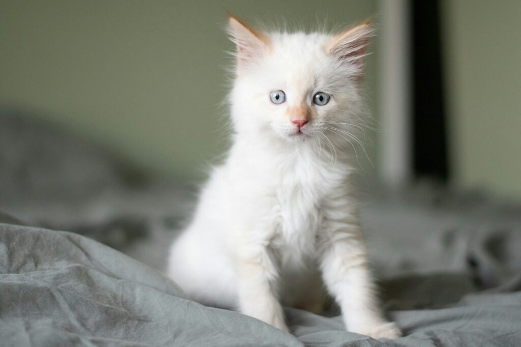 ragdoll