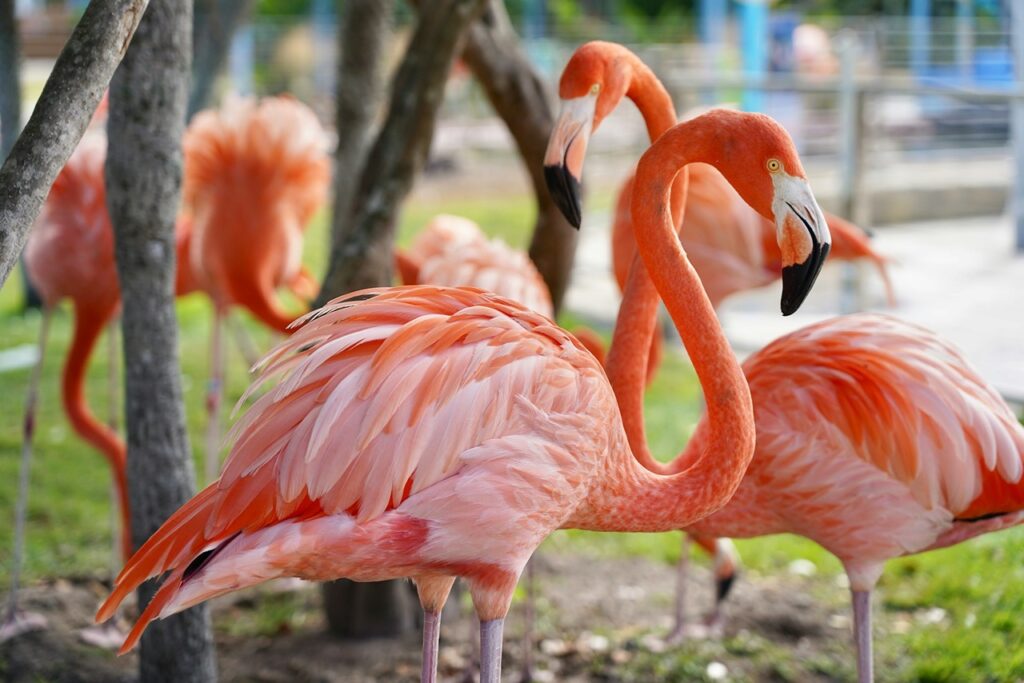 Flamingos