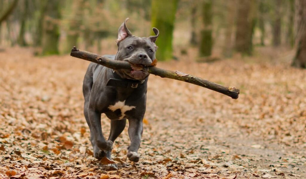 Pitbull running with stick in mouth