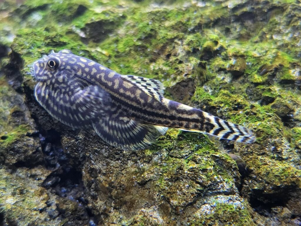 Hillstream loach