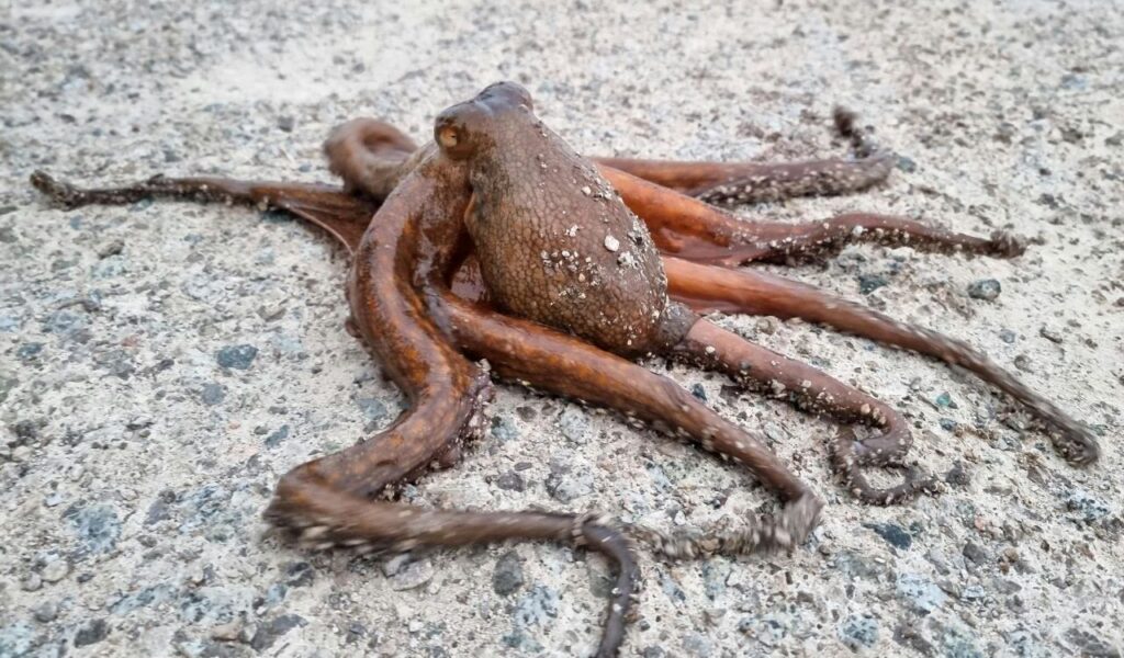 Wet octopus covered in sand on a rough surface.