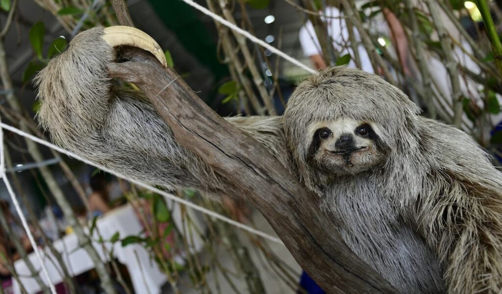 Sloth clinging to tree