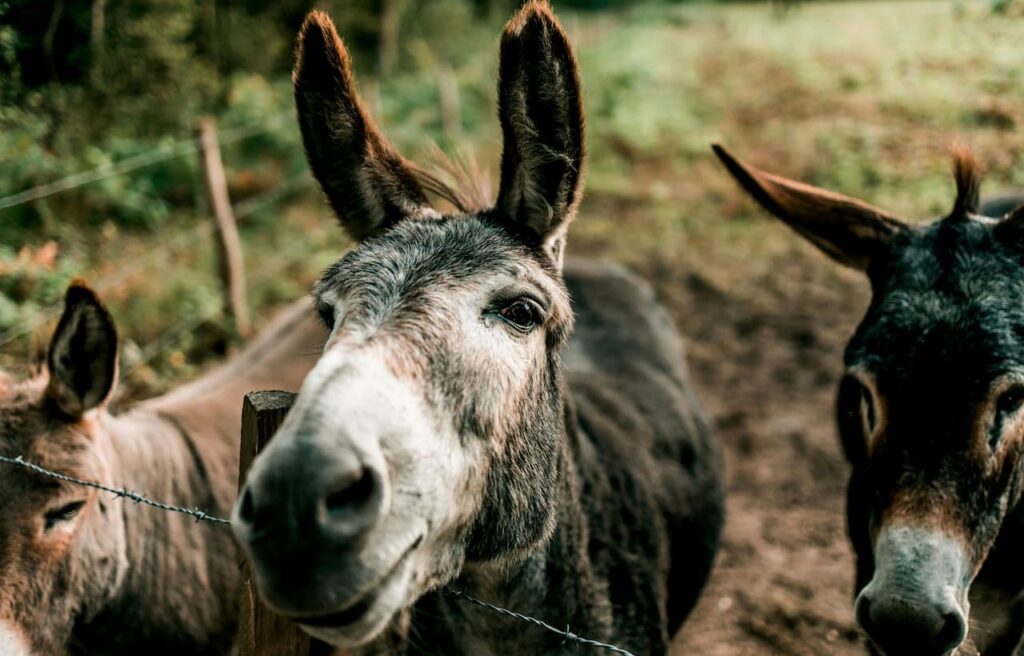 Close-up of curious donkeys near a fence