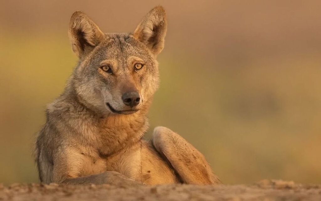 Indian wolf resting on the ground in warm, golden light.