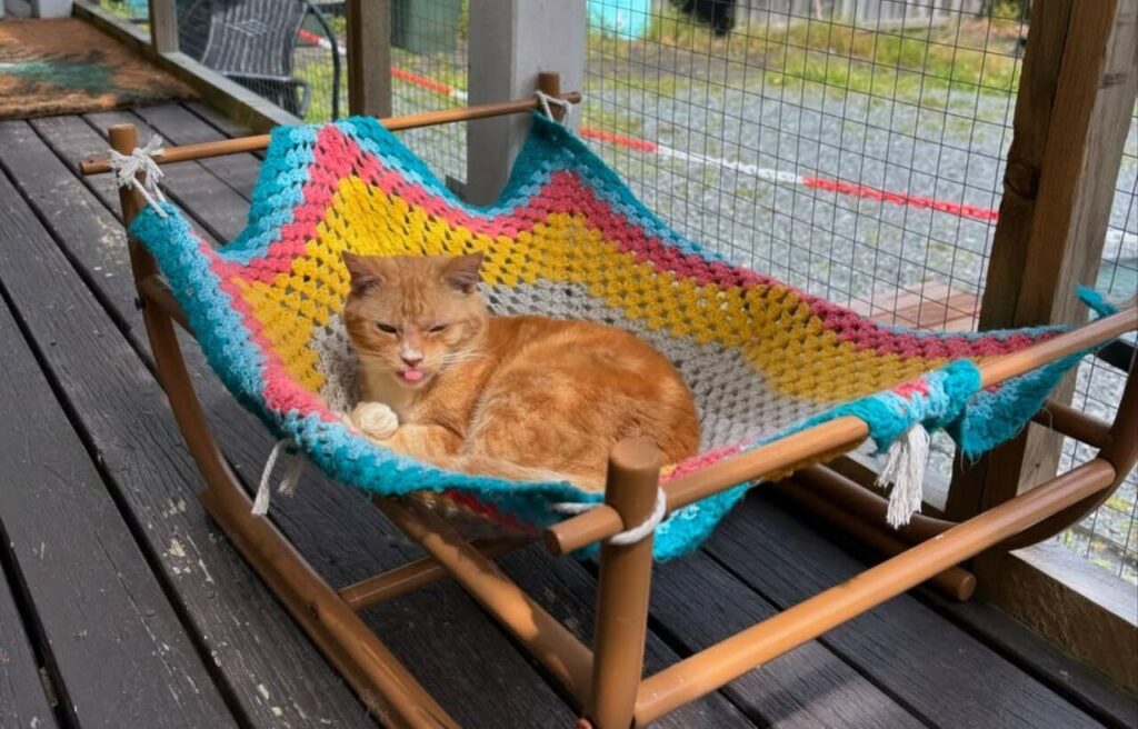 Ginger cat on a hammock in a catio.