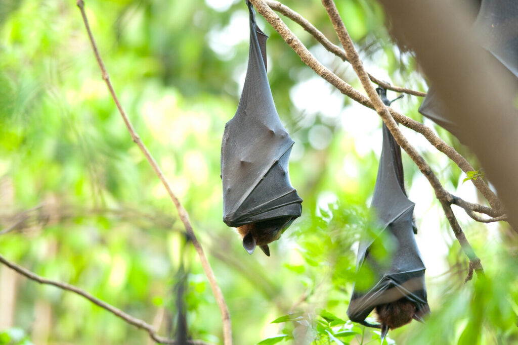 Some bats eat blood while some eats fruit