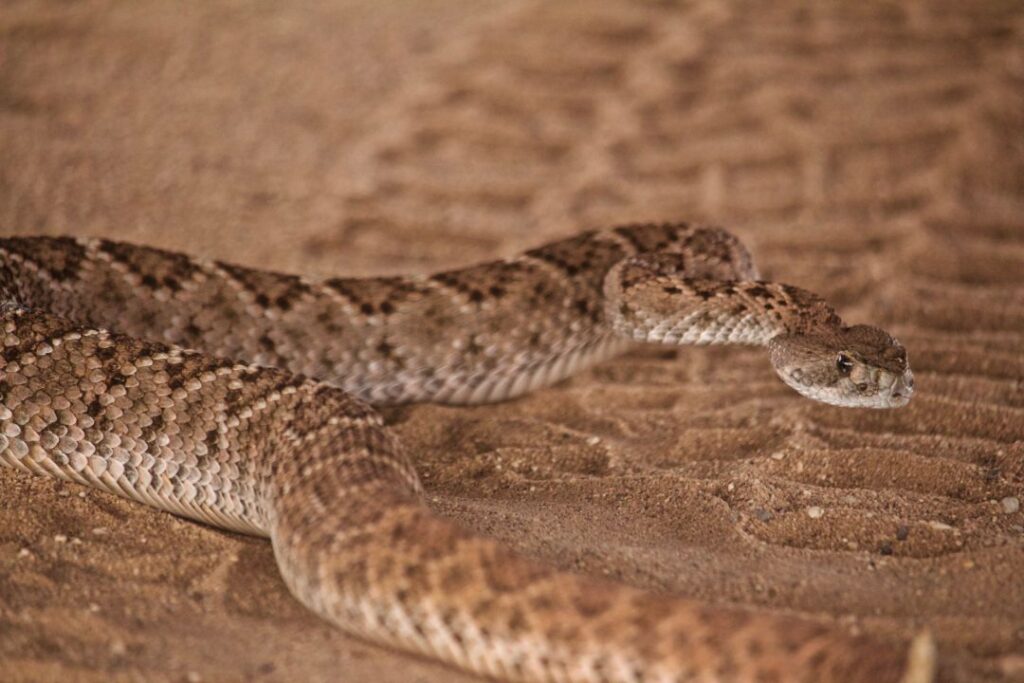 Texas Rattlesnake