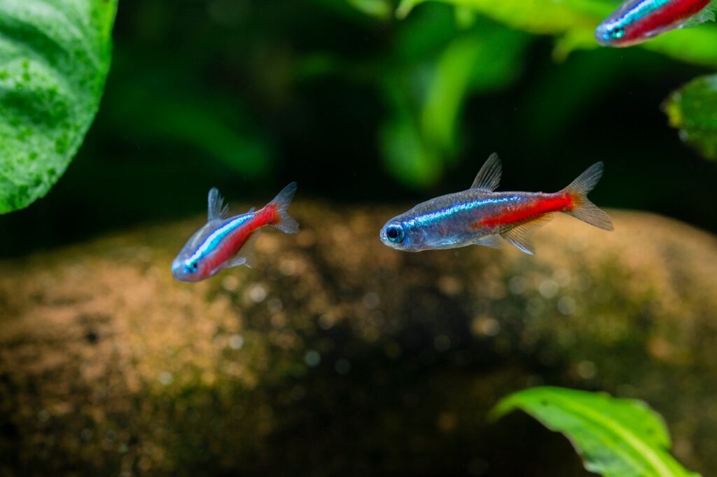 neon tetra