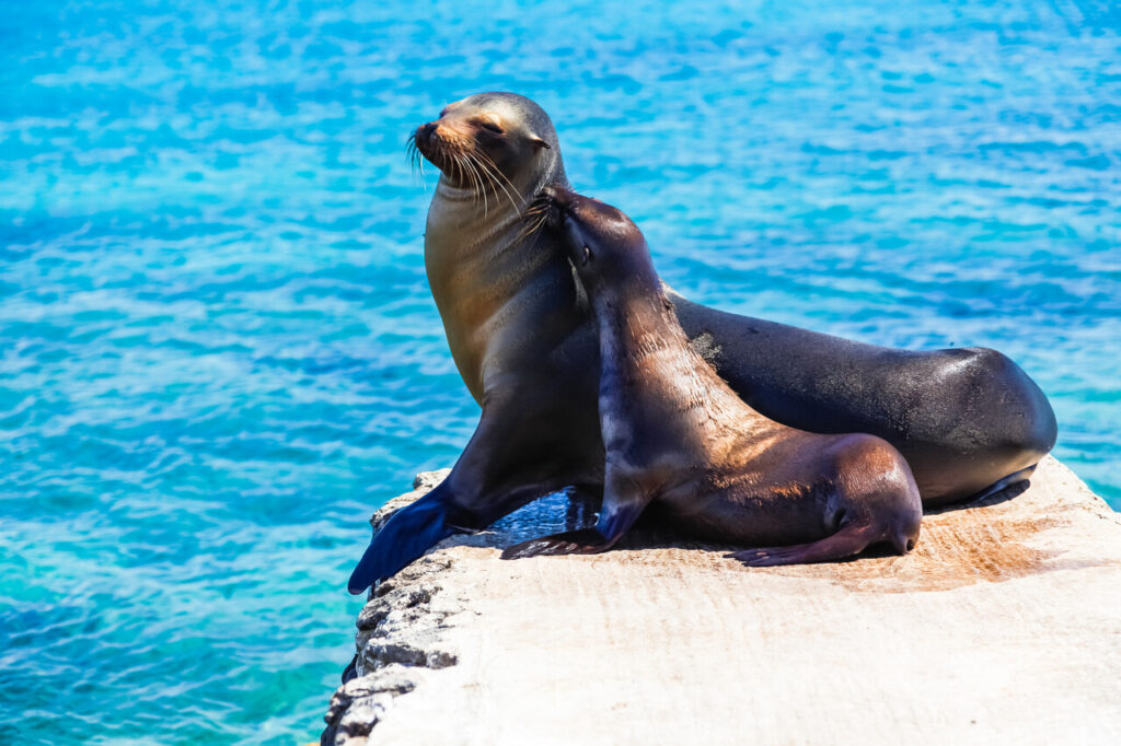 Sealion