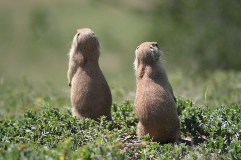 Prairie Dogs 