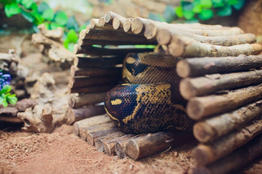 10 Expert-Backed Techniques to Manage Stress in Pet Snakes