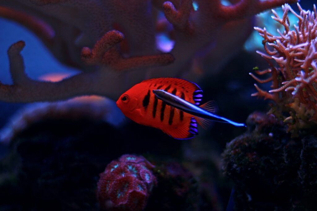 flame-angelfish