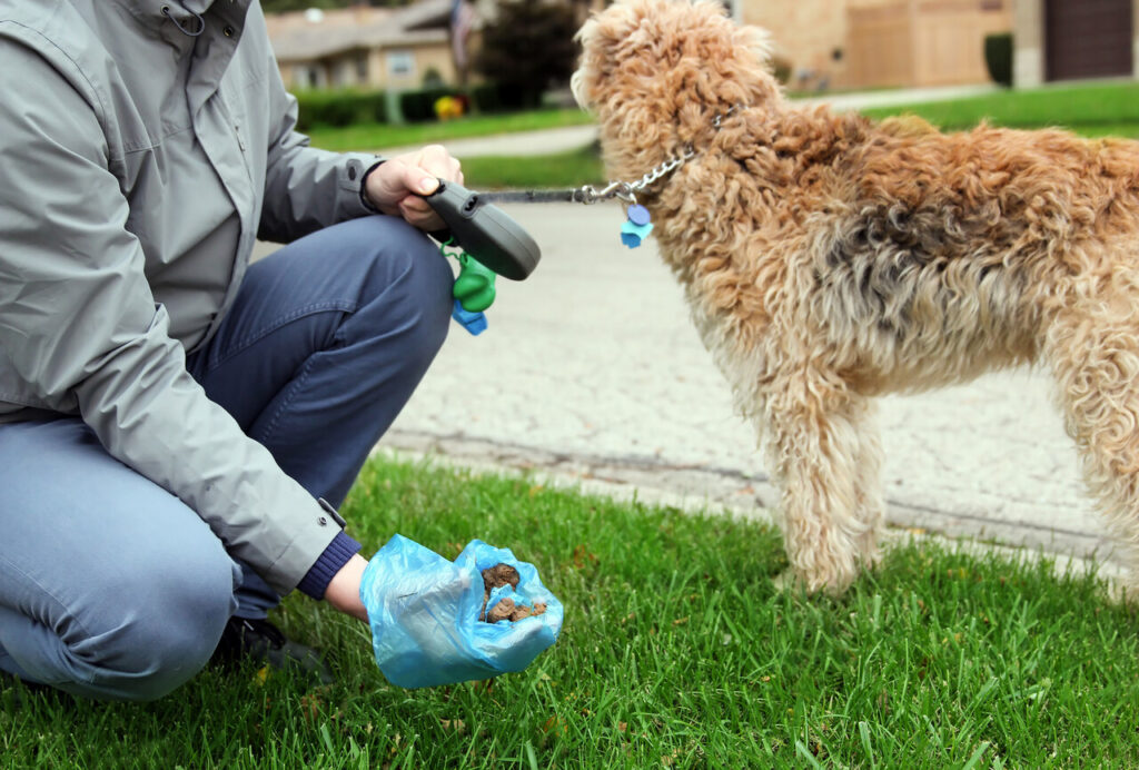 Dog Sudden Accidents or Bathroom Issues