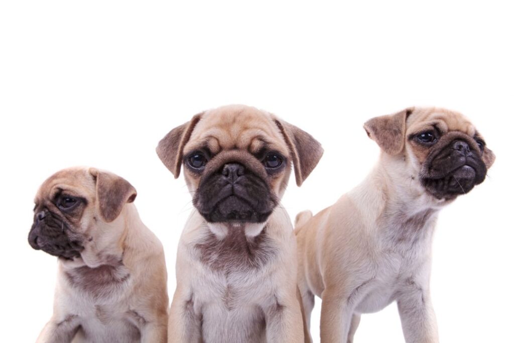 Pug inbreeding